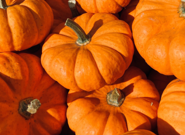 Pumpkins in the Park