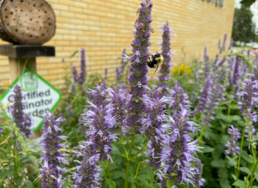 Dakota College Campus Certified As A Wildlife Habitat