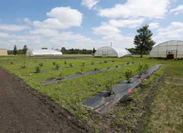Dakota College at Bottineau Orchard and Garden Grant Project