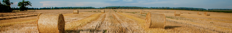 field pano.jpg