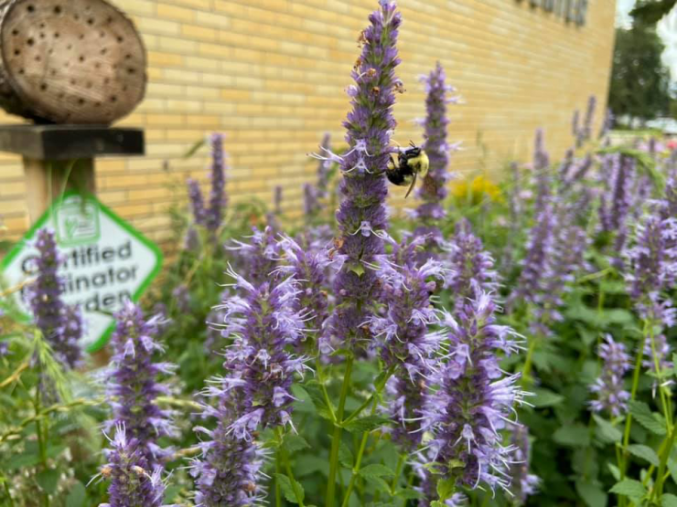 Pollinator Garden 3.jpg