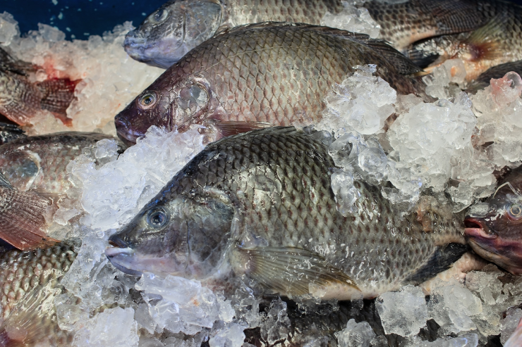 Tilapia on ice