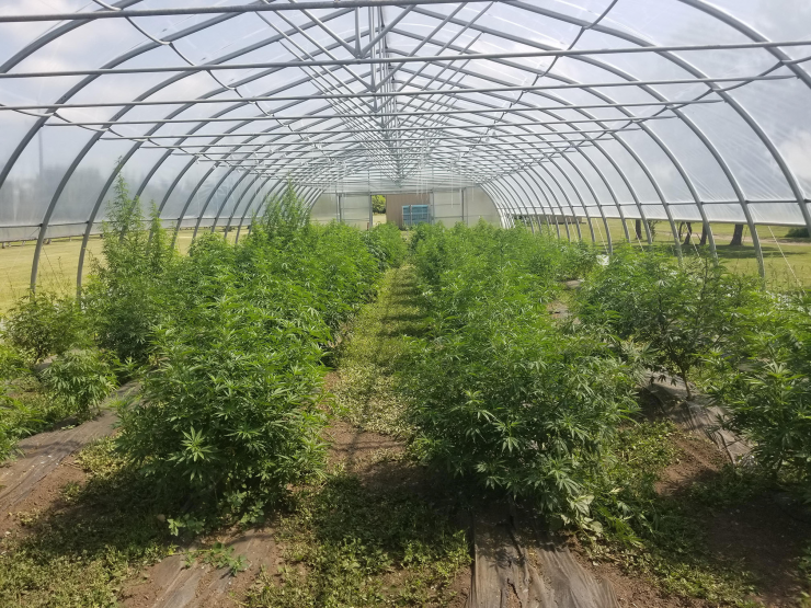 Hemp Trials- 12 cultivars High Tunnel - Dakota College at Bottineau resized.jpg