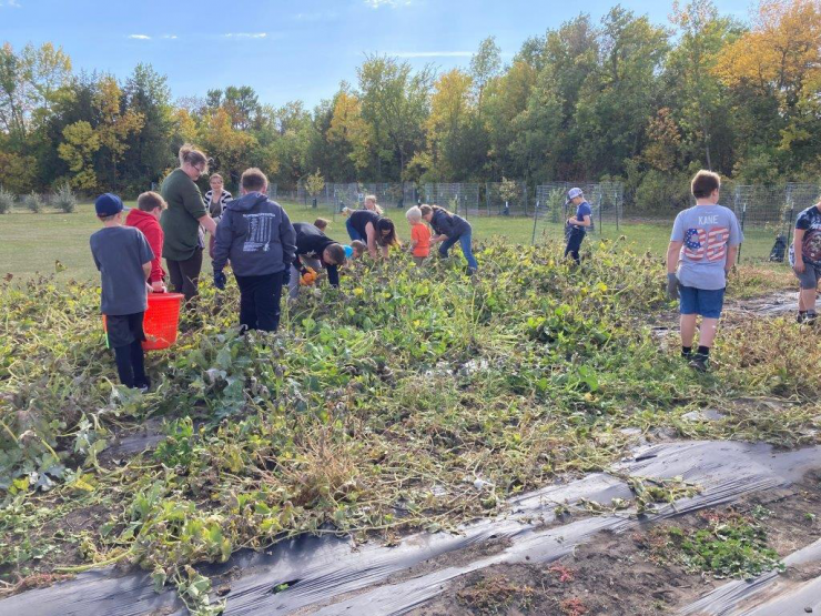 Pumpkin Harvesting (3).jpg