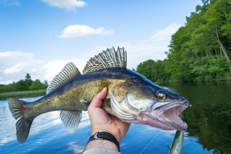 Walleye