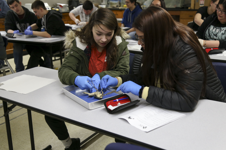 STEM Photo of students dissecting a frog