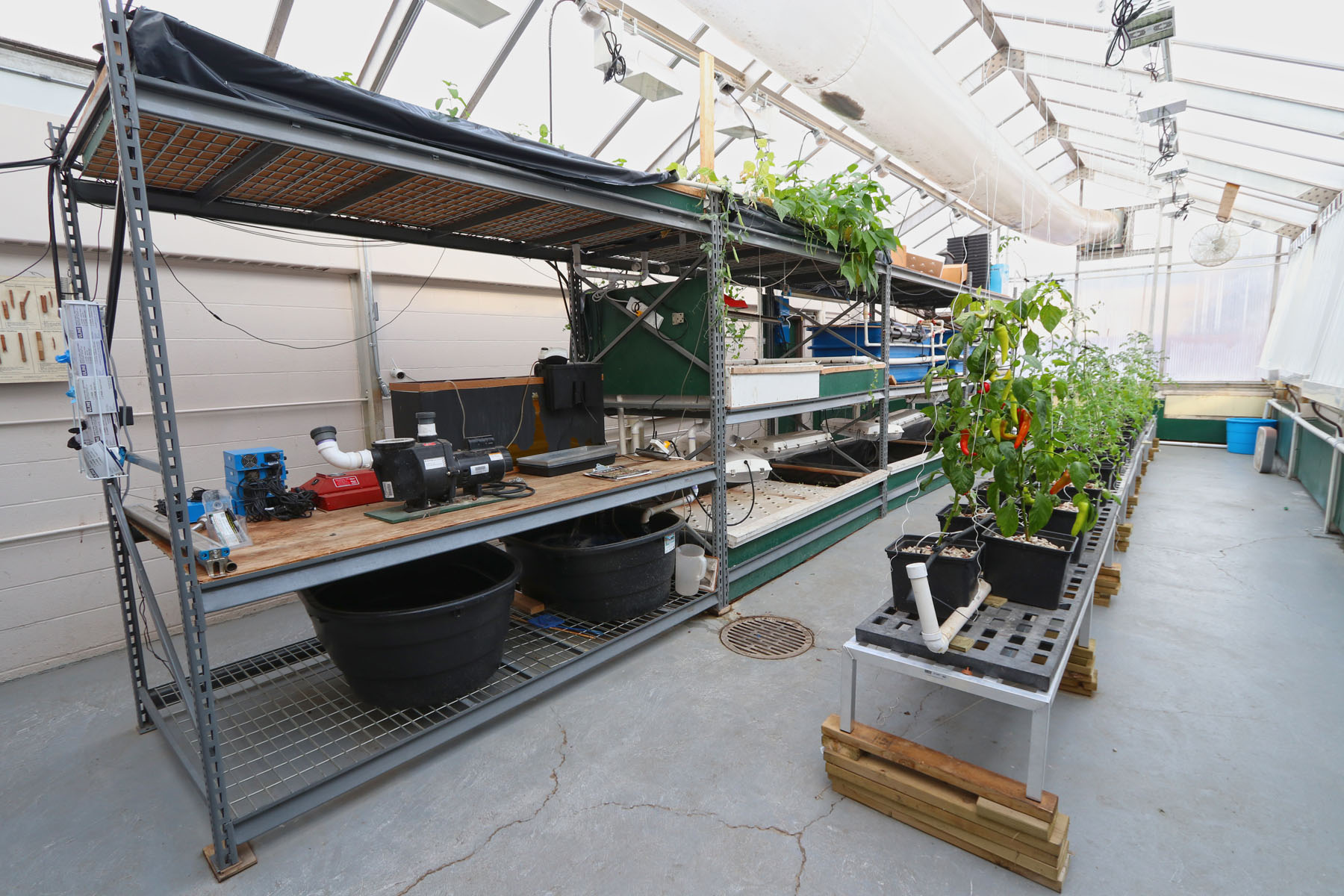 Aquaponics