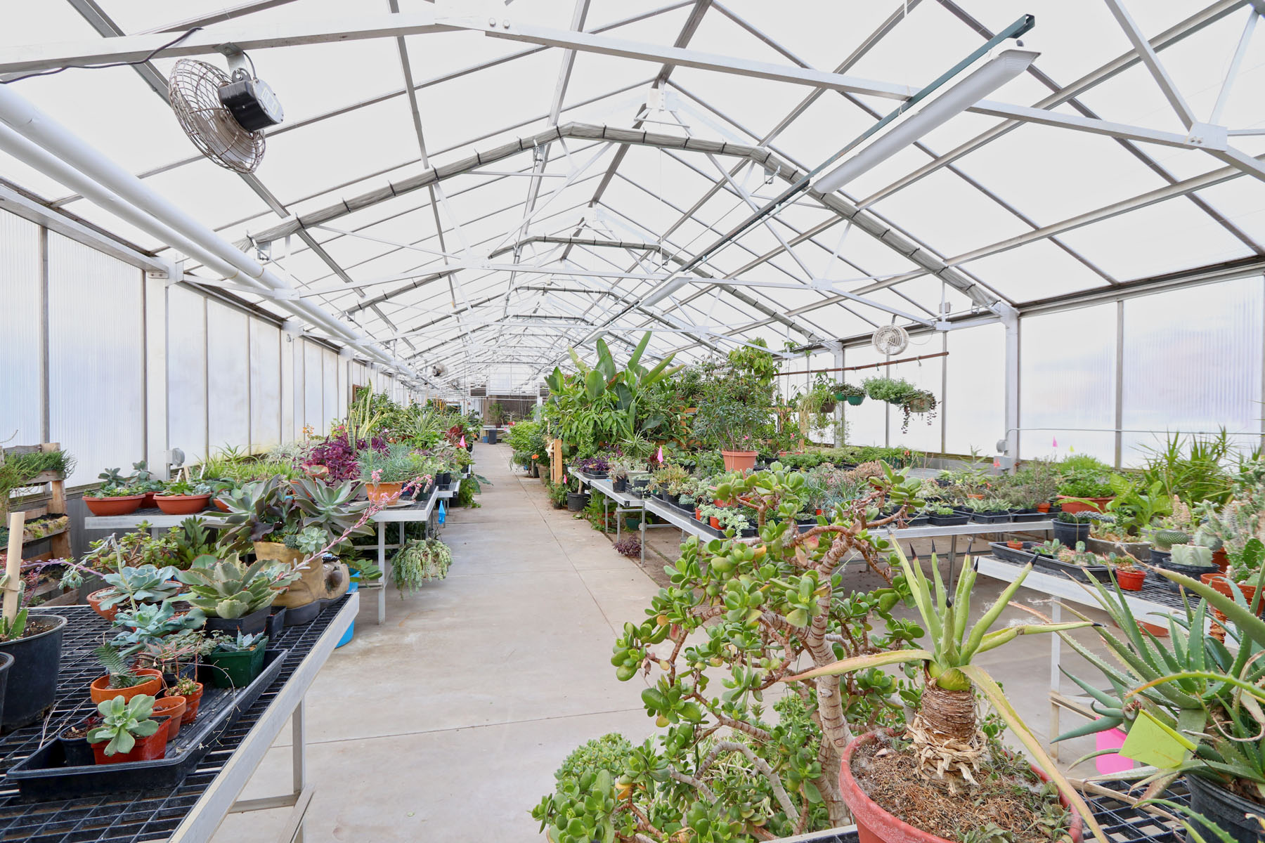 Greenhouse Inside View